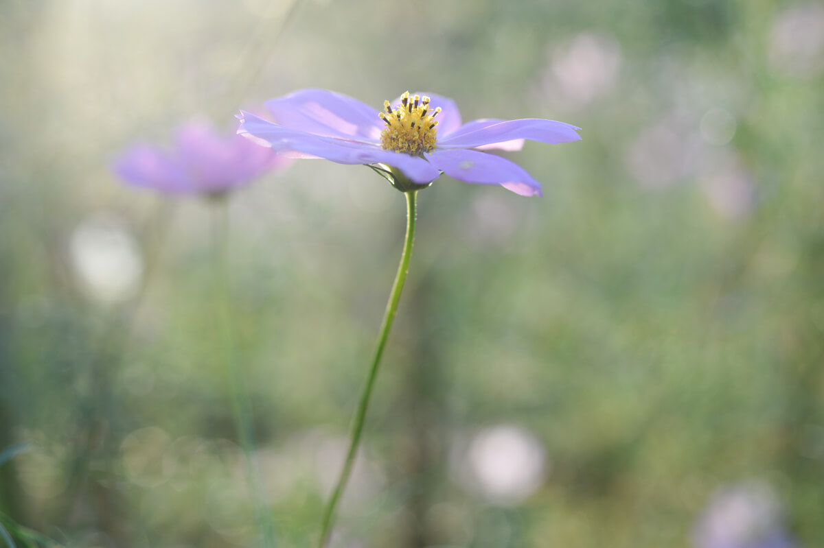 f:id:hachi-log:20201021221315j:plain f:id:hachi-log:20201021221315j:plain