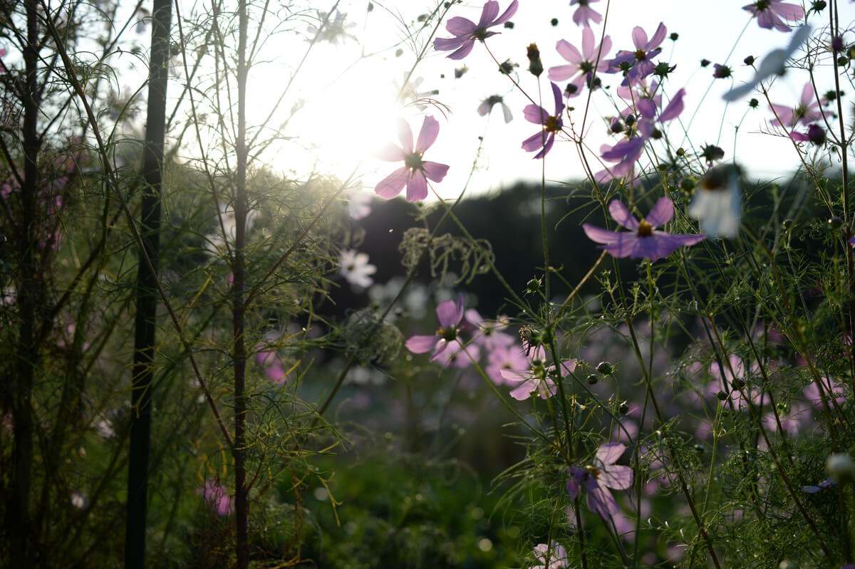 f:id:hachi-log:20201021221318j:plain f:id:hachi-log:20201021221318j:plain