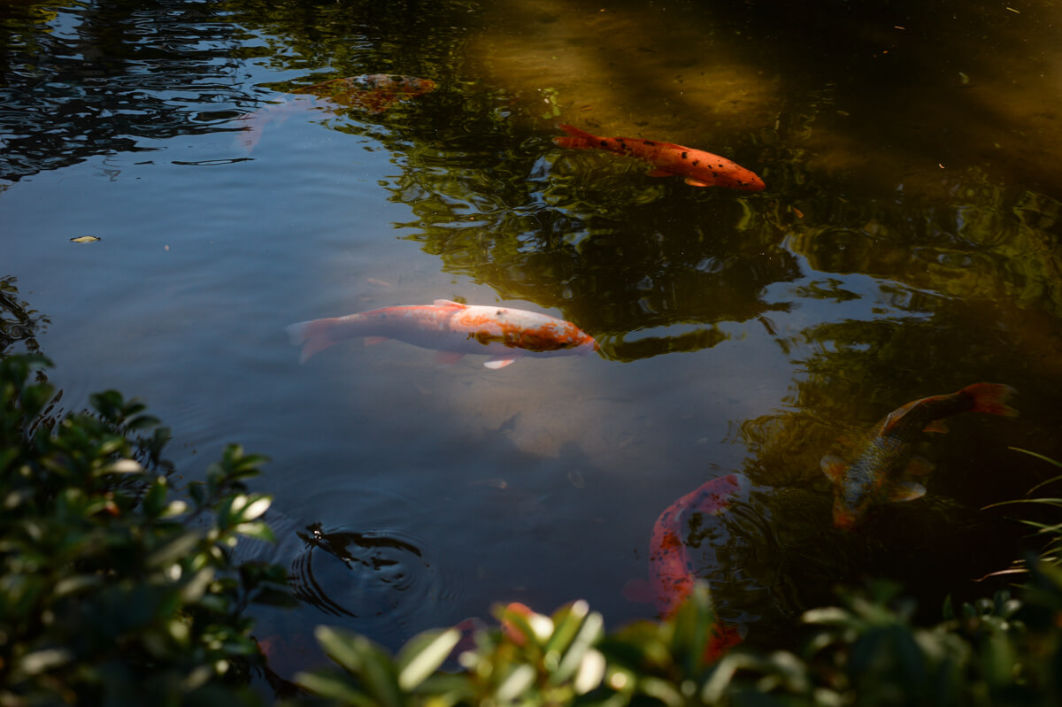 f:id:hachi-log:20201028090645j:plain f:id:hachi-log:20201028090645j:plain