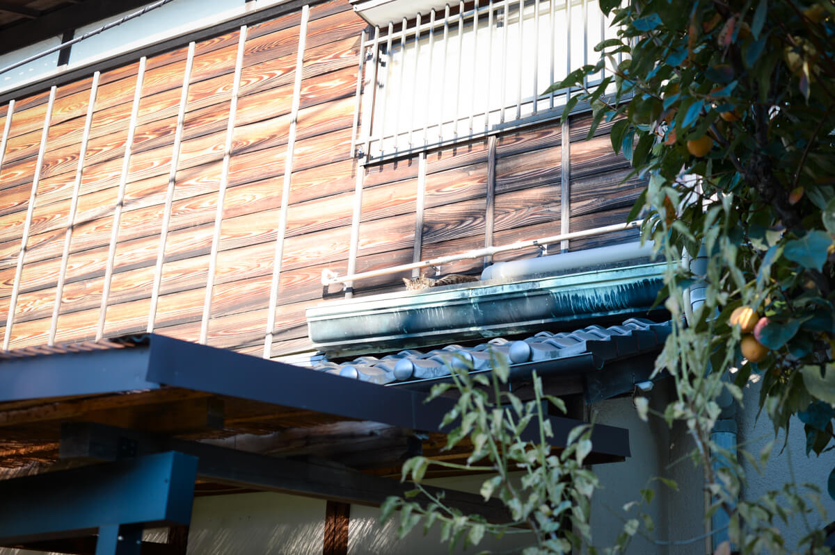 f:id:hachi-log:20201028091020j:plain f:id:hachi-log:20201028091020j:plain