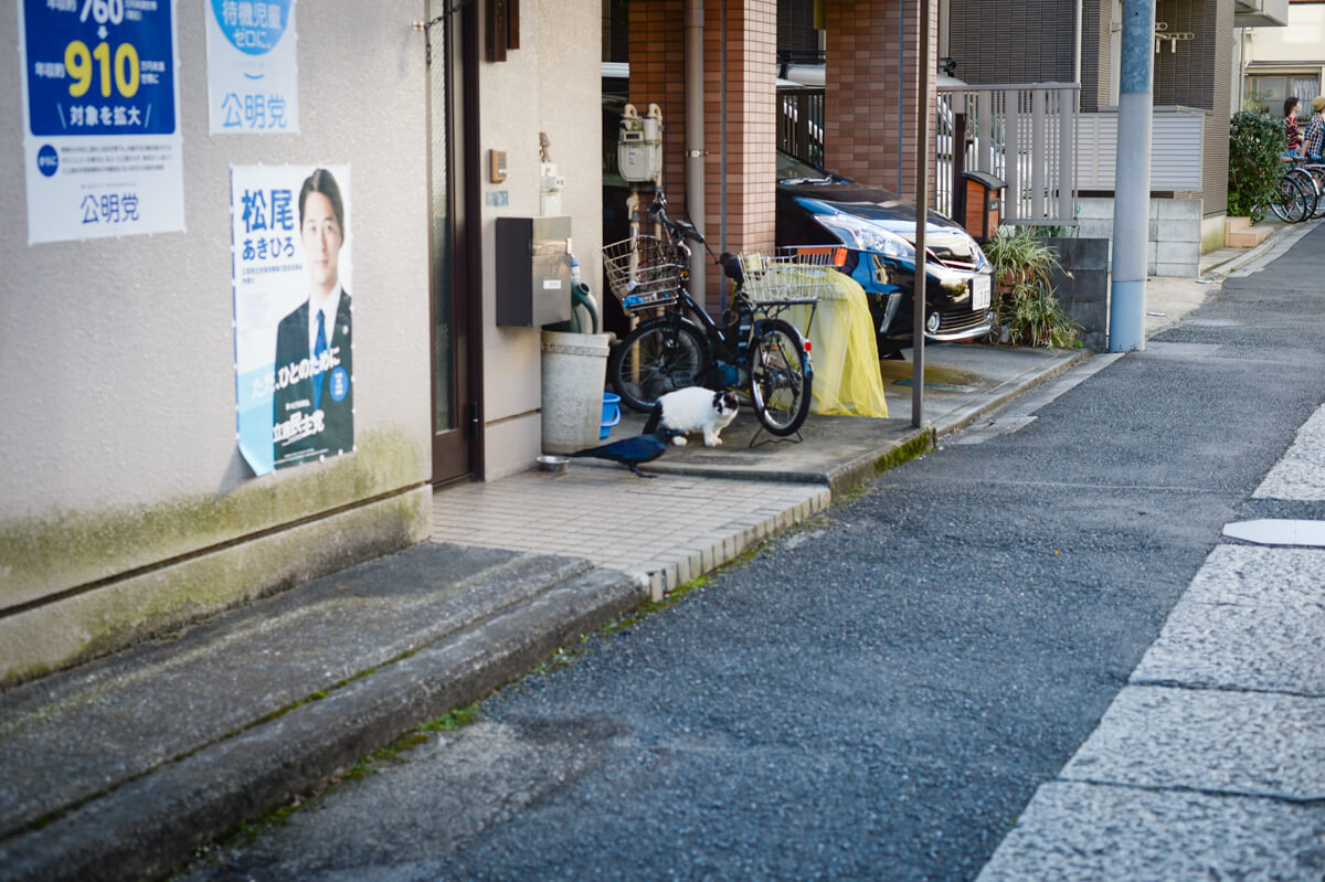 f:id:hachi-log:20201028091023j:plain f:id:hachi-log:20201028091023j:plain