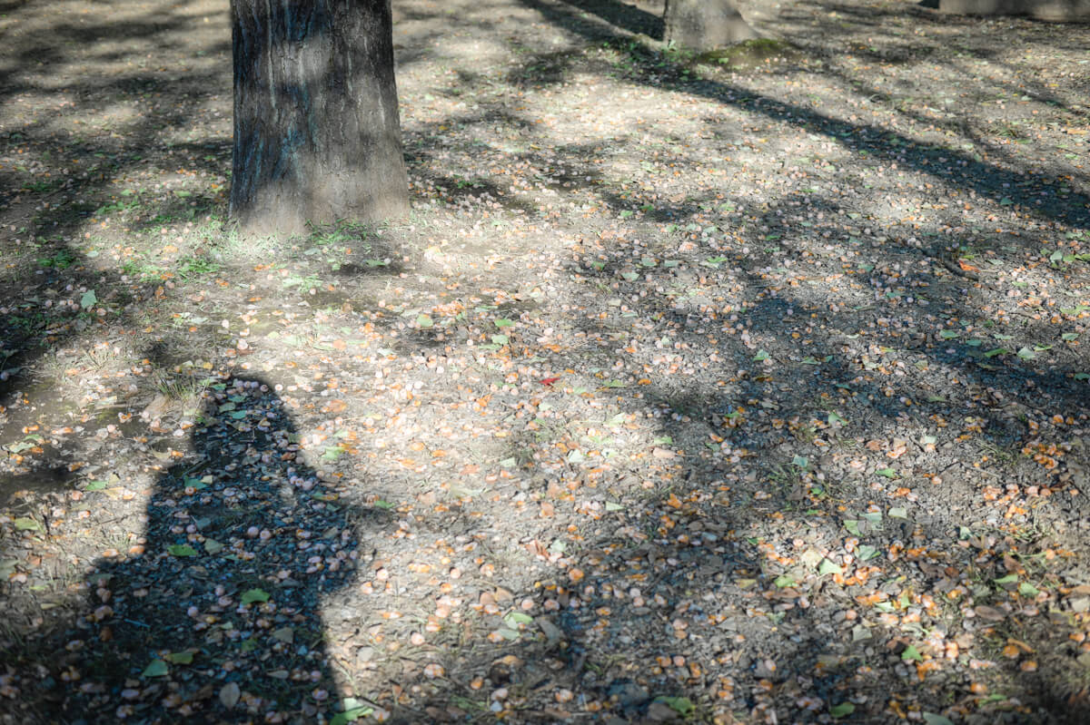 f:id:hachi-log:20201028091215j:plain f:id:hachi-log:20201028091215j:plain