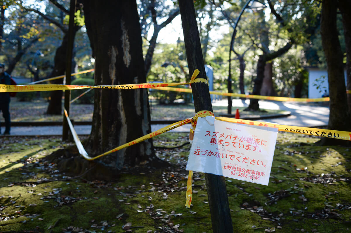 f:id:hachi-log:20201028091352j:plain f:id:hachi-log:20201028091352j:plain