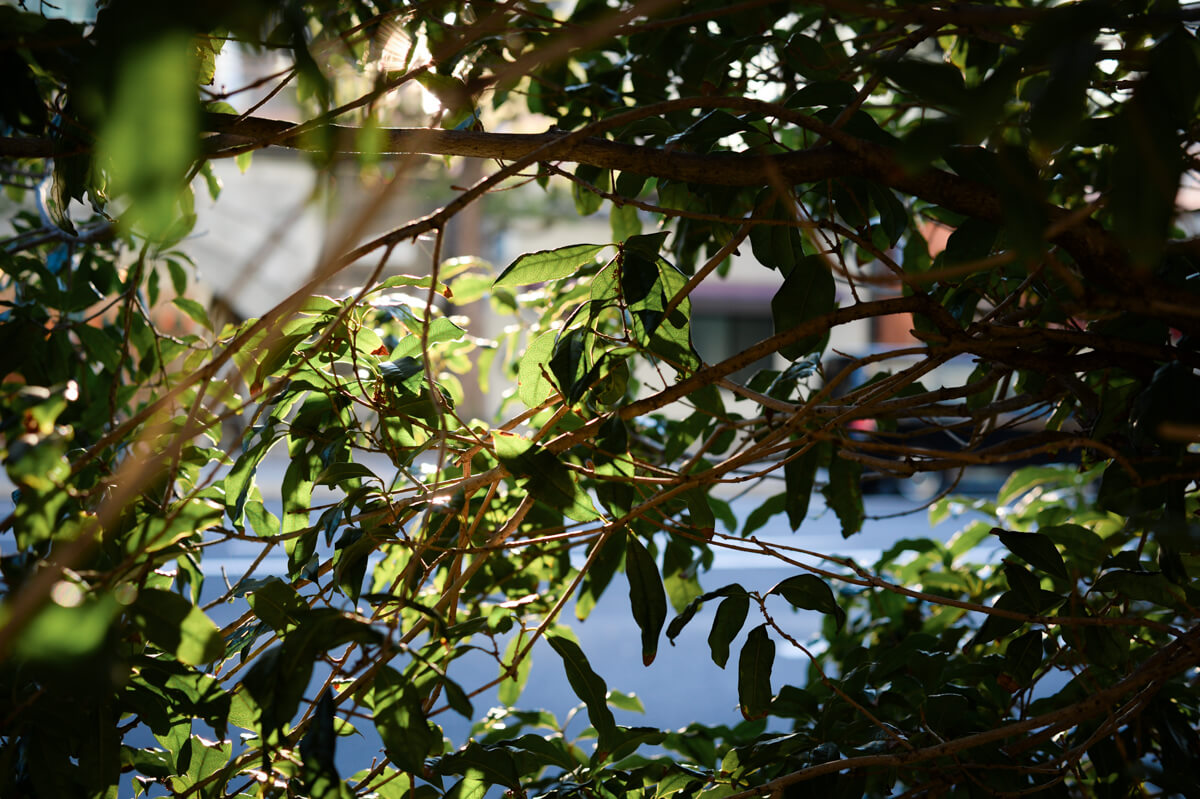 f:id:hachi-log:20201110221223j:plain