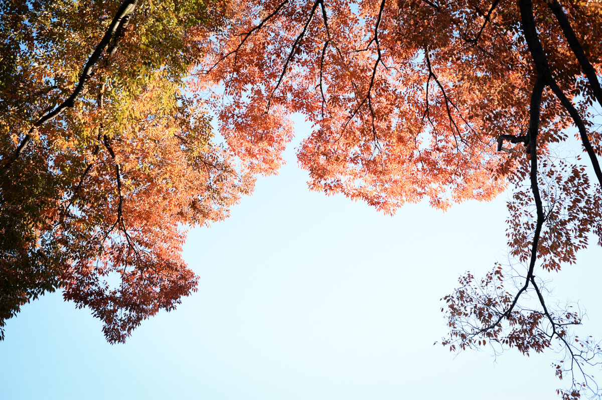 f:id:hachi-log:20201110221308j:plain