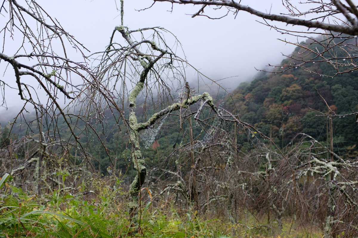 f:id:hachi-log:20201201223427j:plain