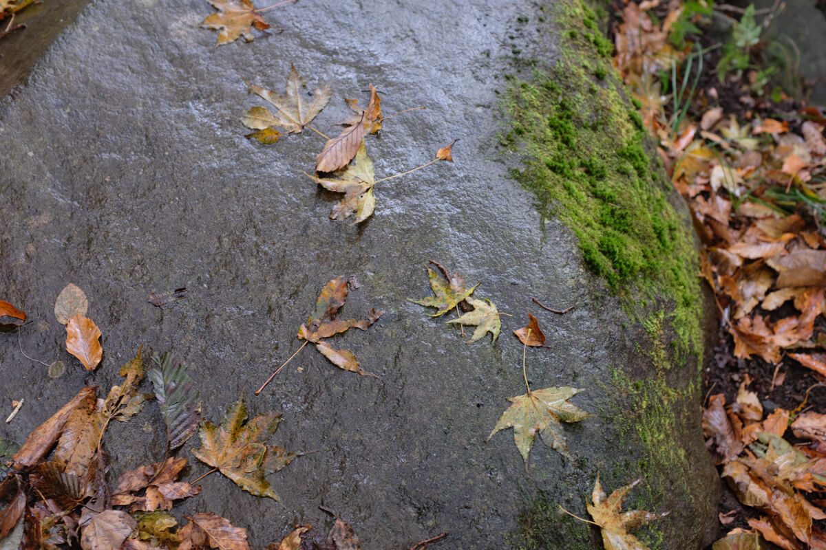f:id:hachi-log:20201201223635j:plain