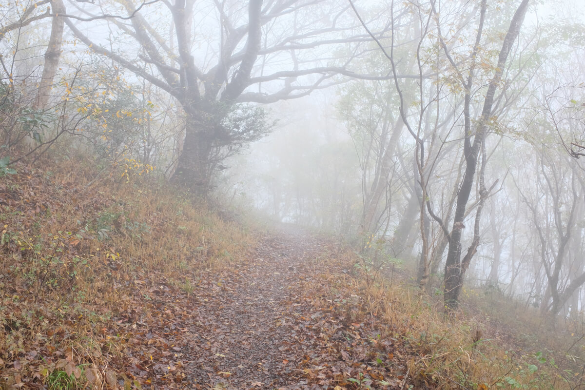 f:id:hachi-log:20201201223721j:plain