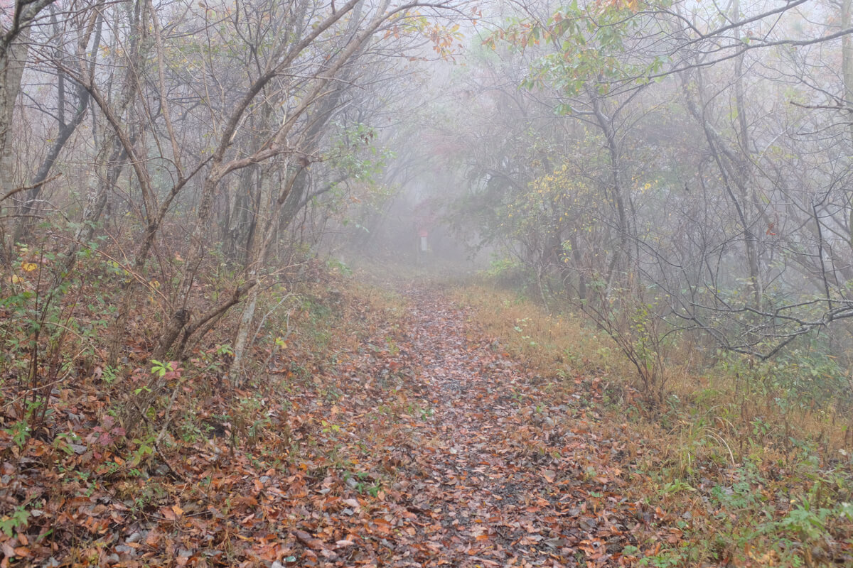 f:id:hachi-log:20201201223734j:plain