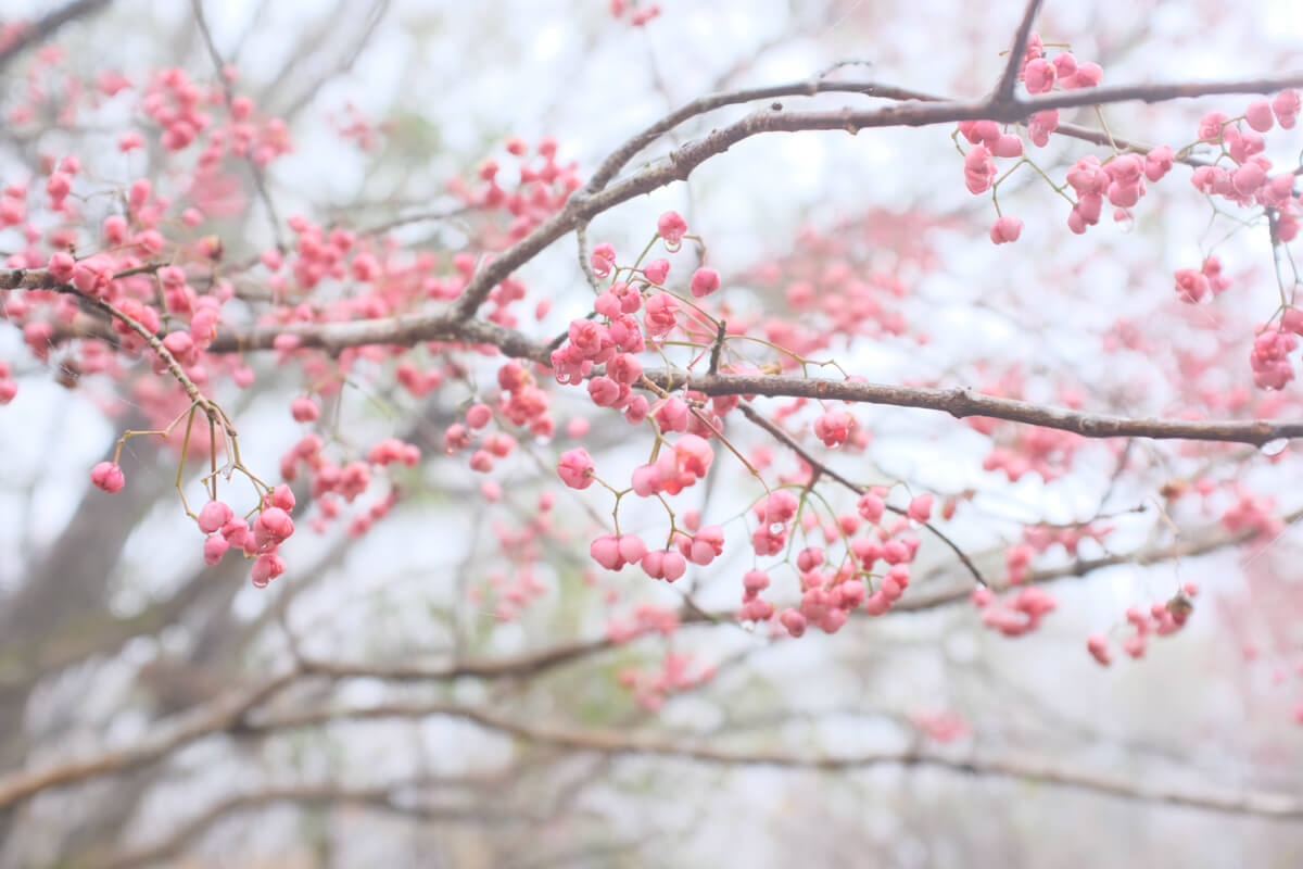f:id:hachi-log:20201201223738j:plain