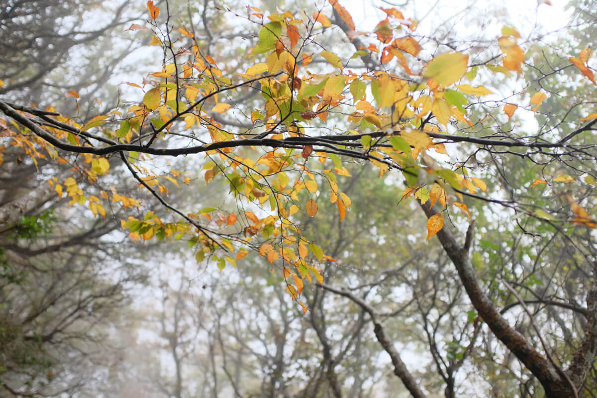 f:id:hachi-log:20201201223828j:plain