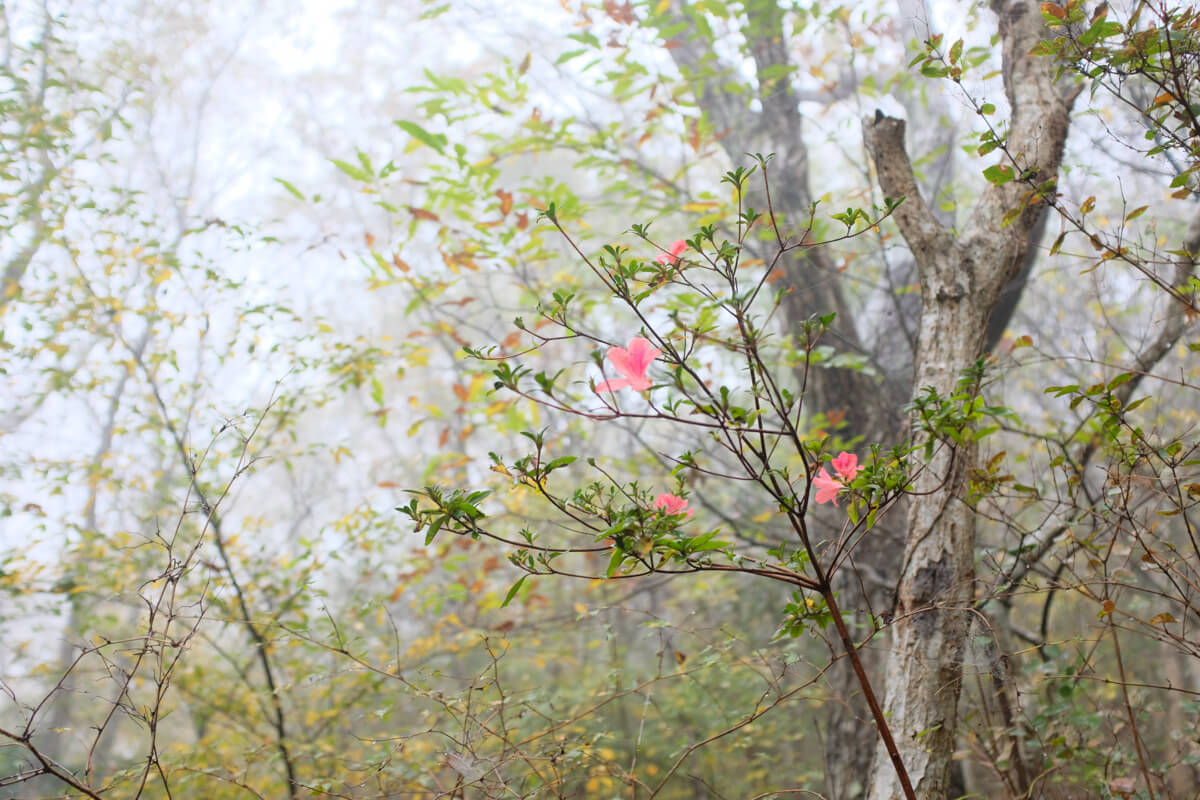 f:id:hachi-log:20201201223837j:plain