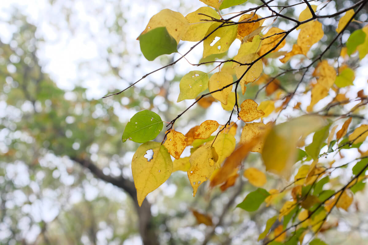 f:id:hachi-log:20201201223918j:plain
