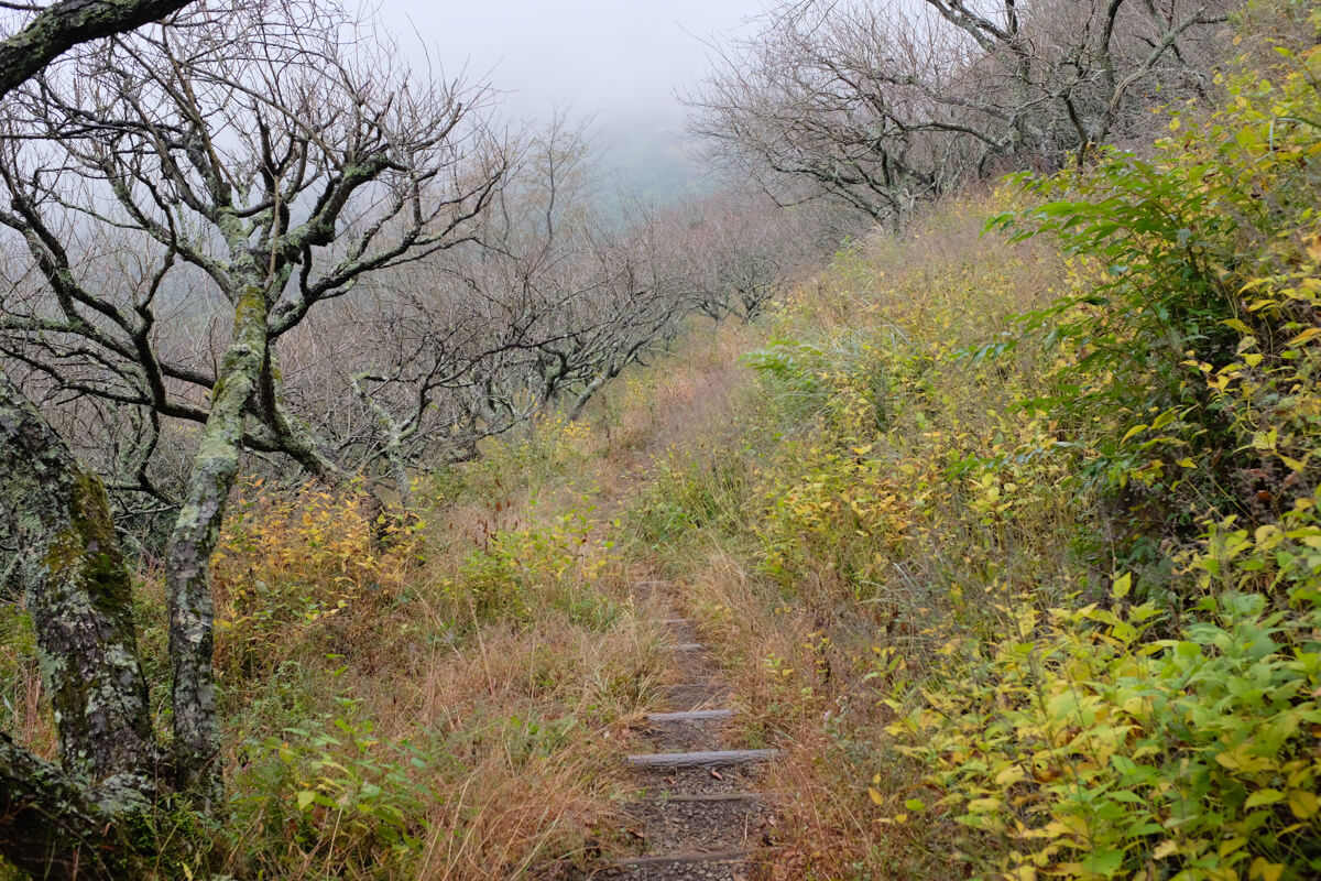 f:id:hachi-log:20201201223931j:plain