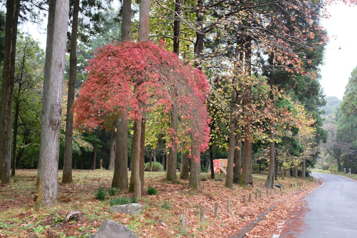 f:id:hachi-log:20201201223943j:plain