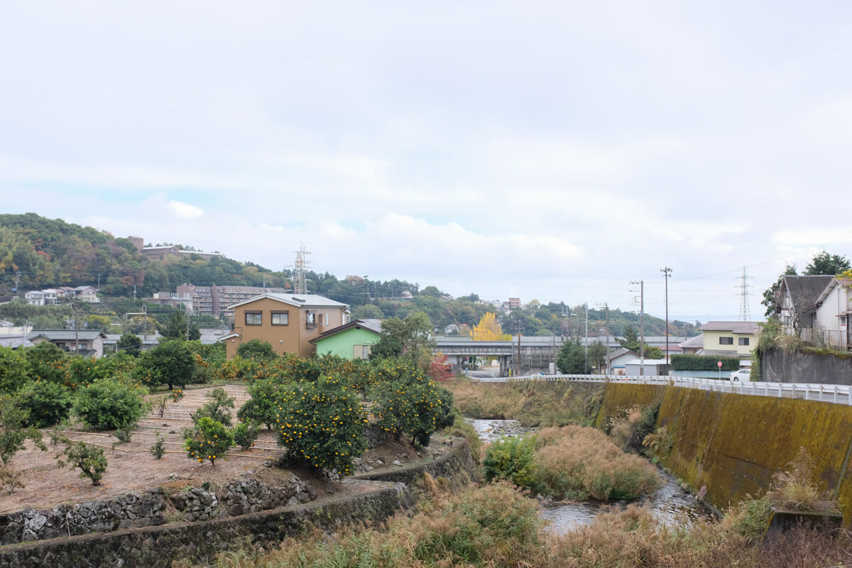 f:id:hachi-log:20201201224017j:plain