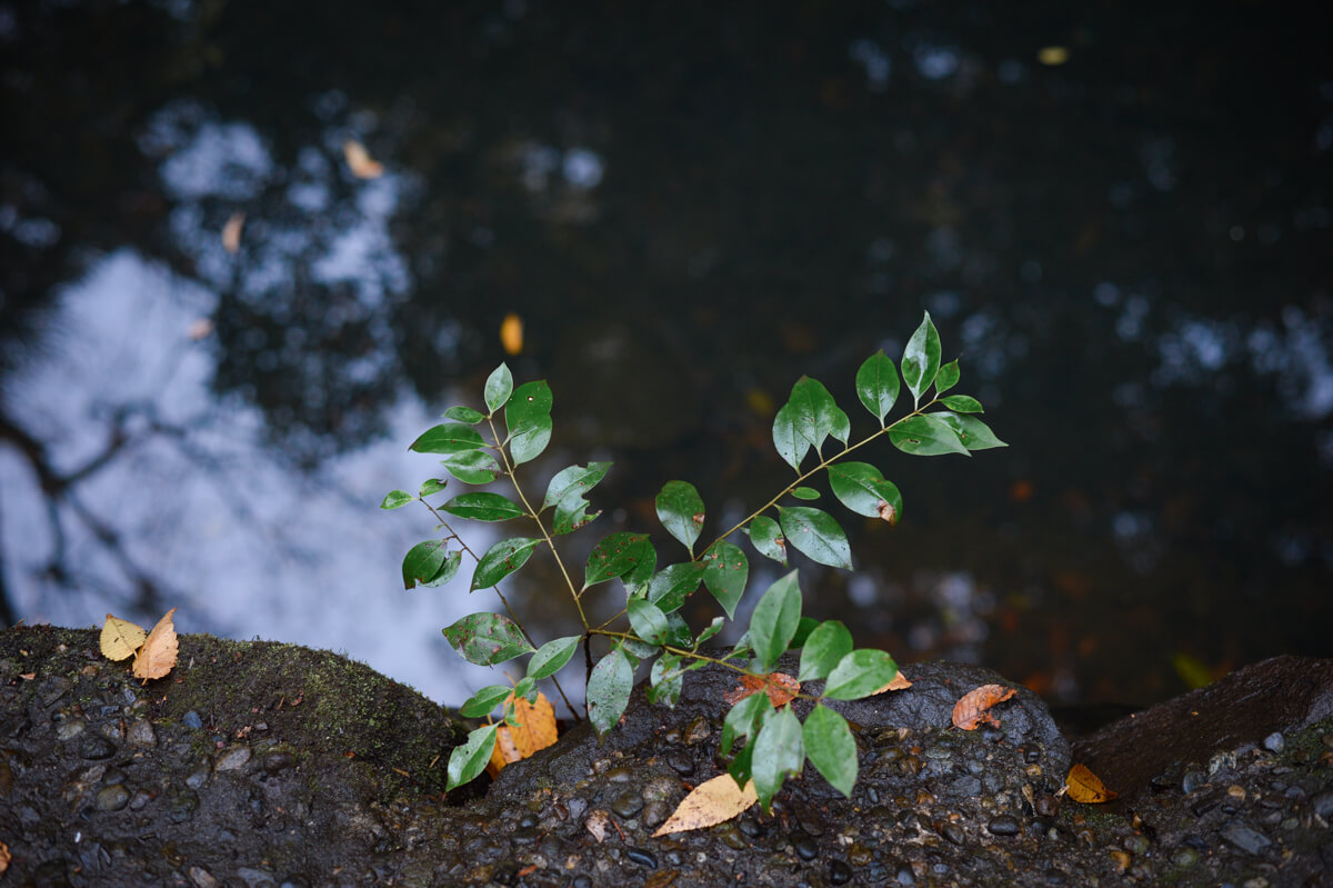 f:id:hachi-log:20201205205344j:plain