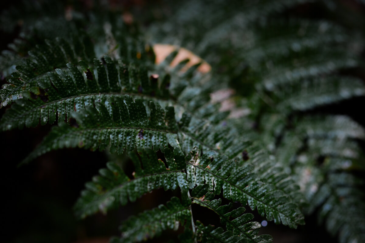 f:id:hachi-log:20201205205349j:plain