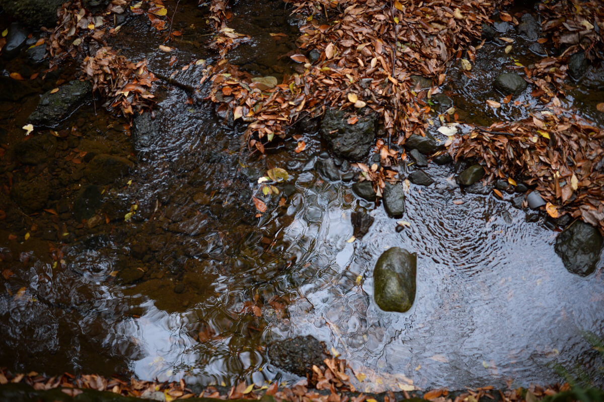 f:id:hachi-log:20201205205354j:plain