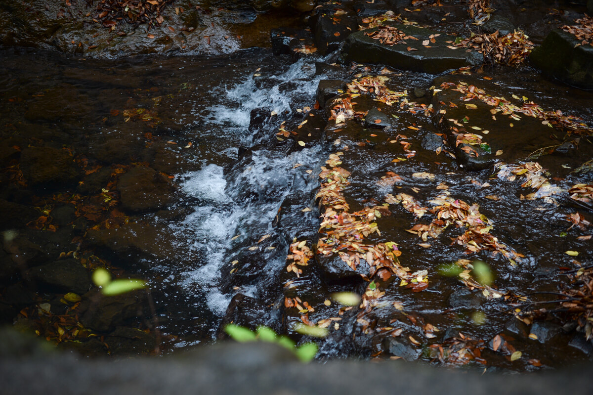 f:id:hachi-log:20201205205401j:plain