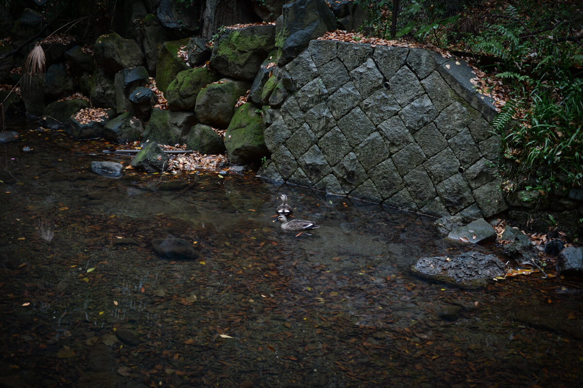 f:id:hachi-log:20201205205410j:plain