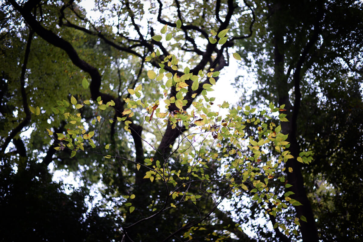 f:id:hachi-log:20201205205415j:plain