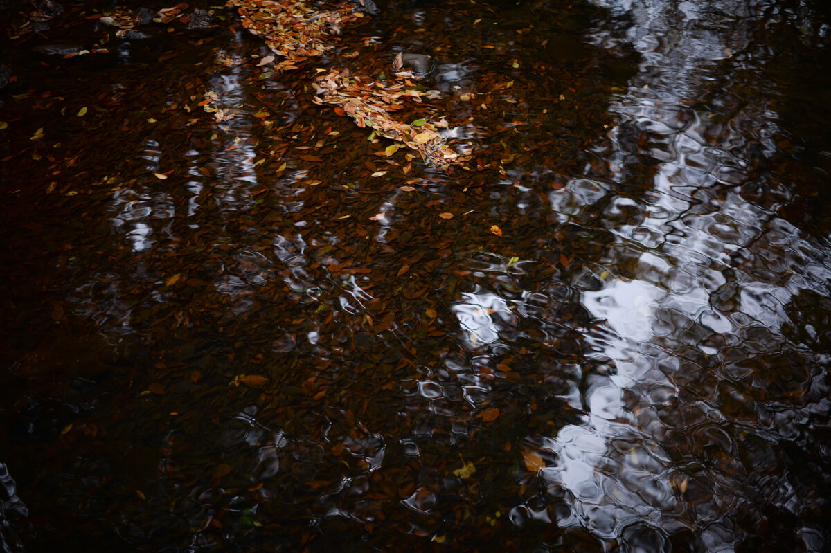 f:id:hachi-log:20201205205420j:plain