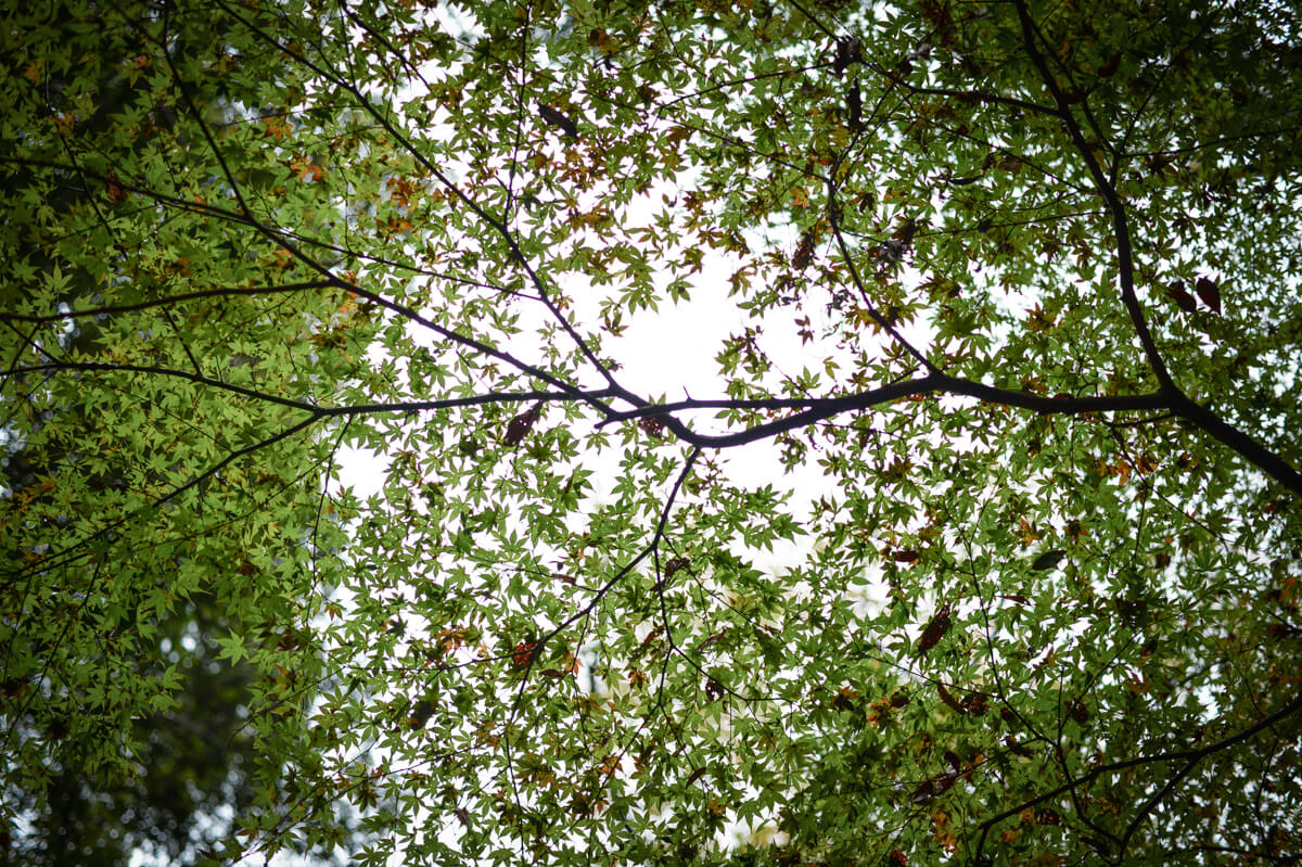 f:id:hachi-log:20201205205432j:plain