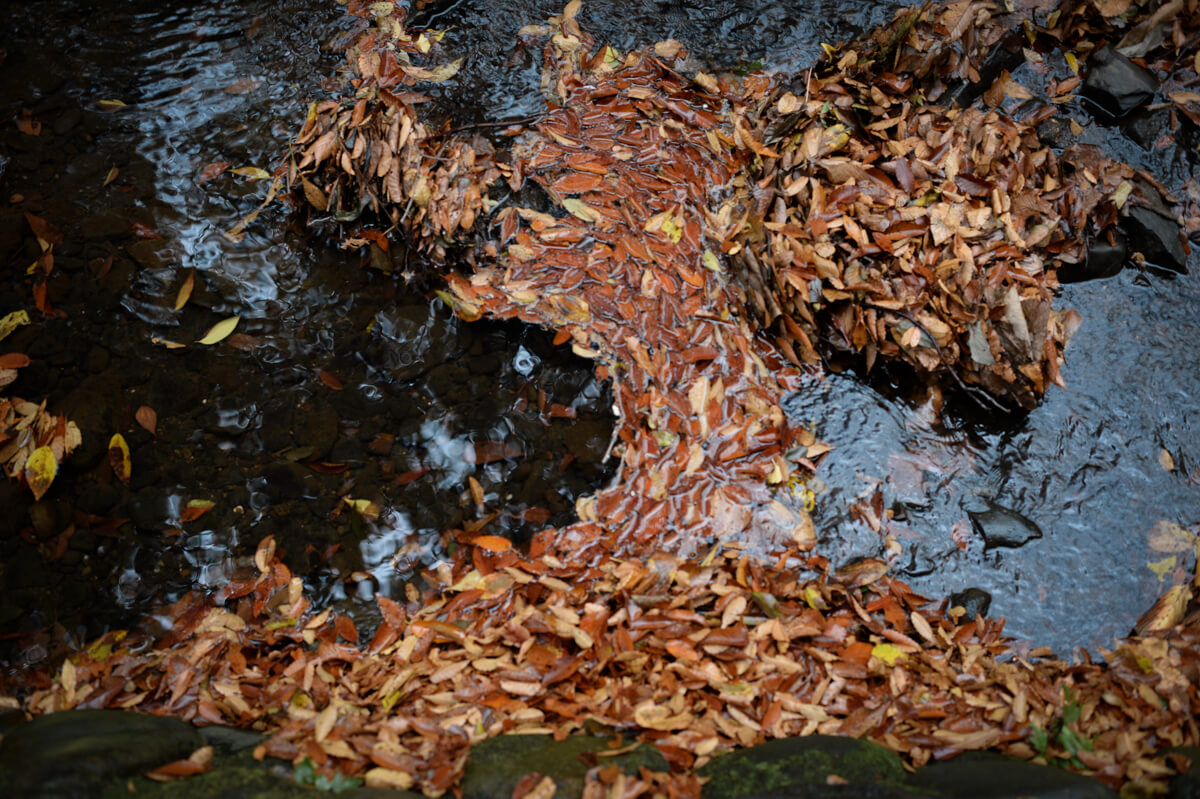 f:id:hachi-log:20201205205437j:plain