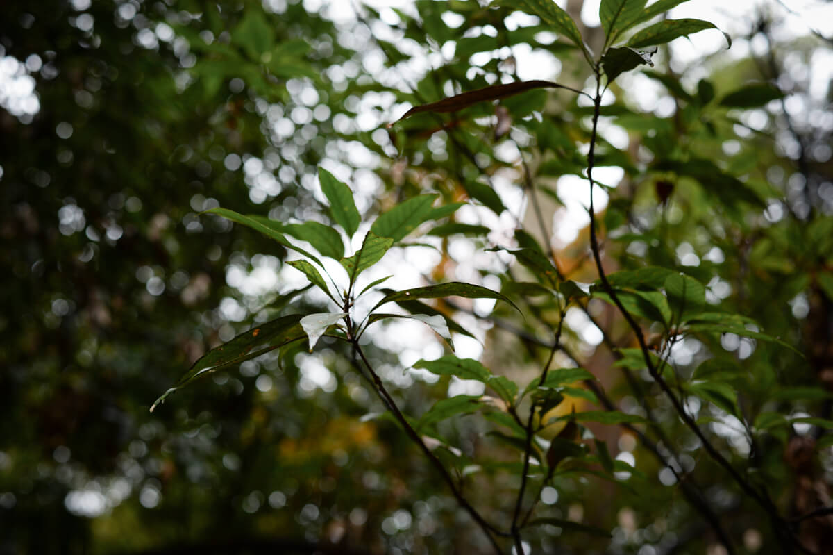 f:id:hachi-log:20201205205444j:plain