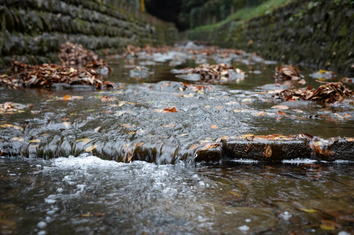 f:id:hachi-log:20201205205452j:plain