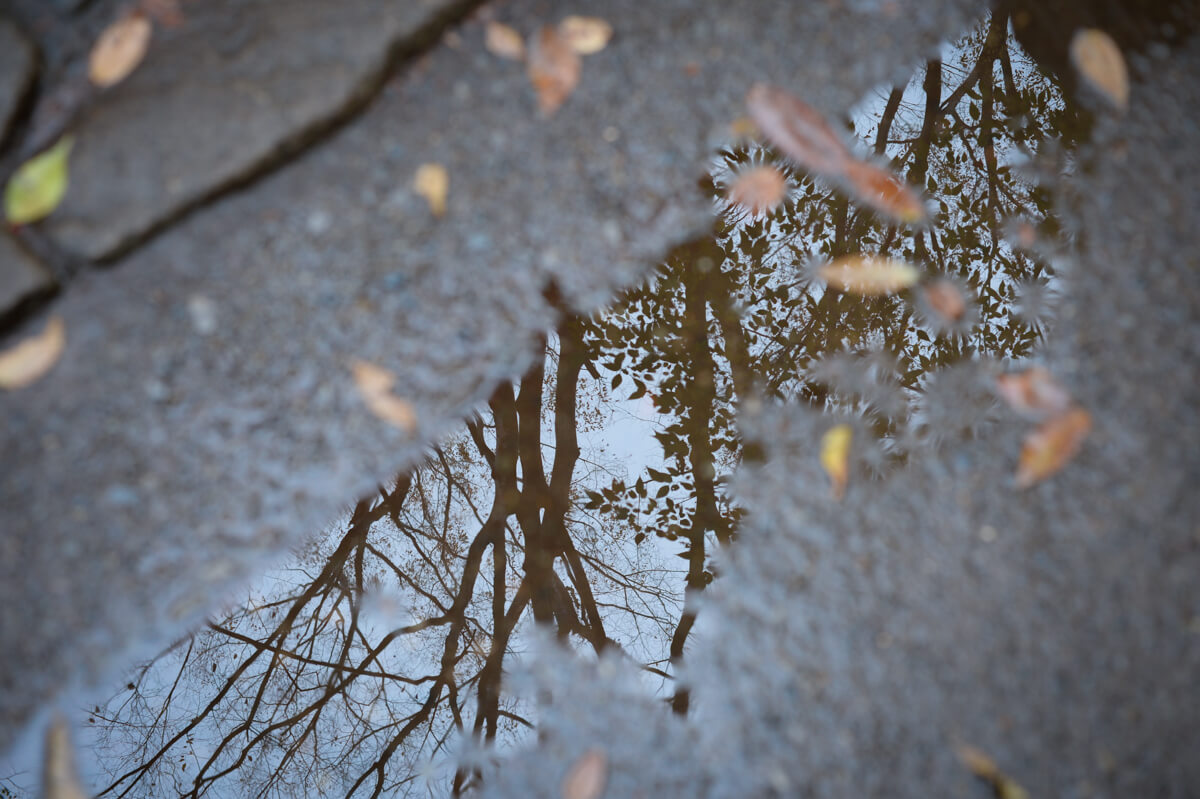 f:id:hachi-log:20201205205551j:plain