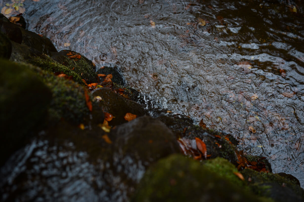 f:id:hachi-log:20201205205555j:plain