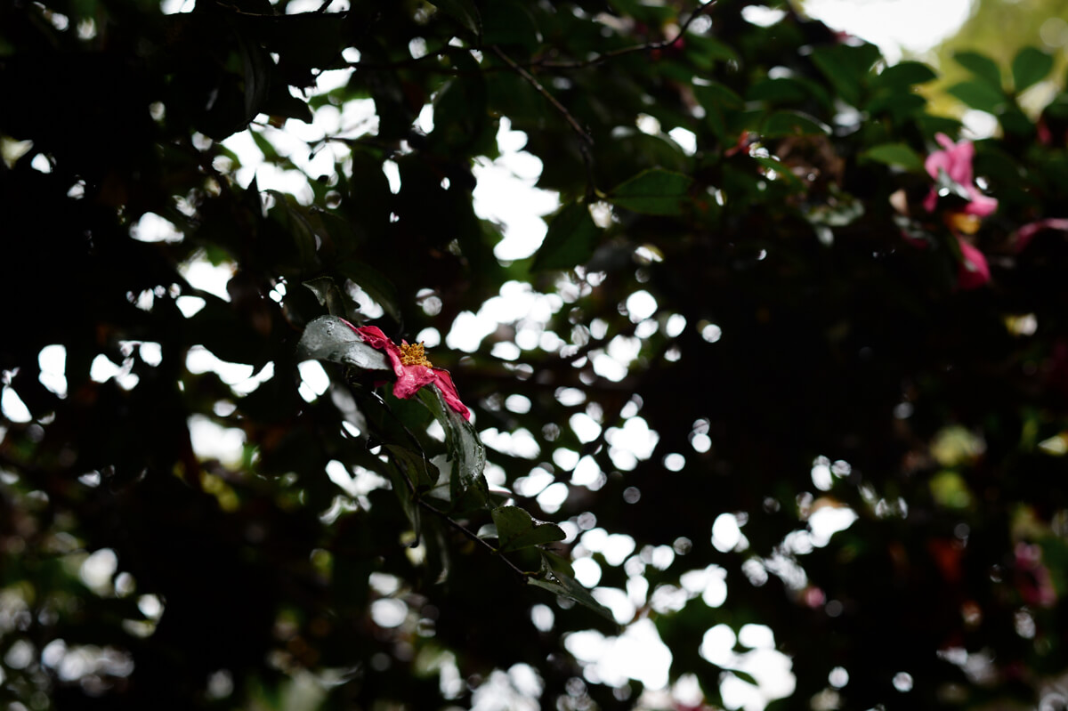 f:id:hachi-log:20201205205559j:plain