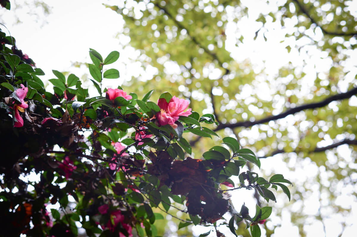 f:id:hachi-log:20201205205603j:plain