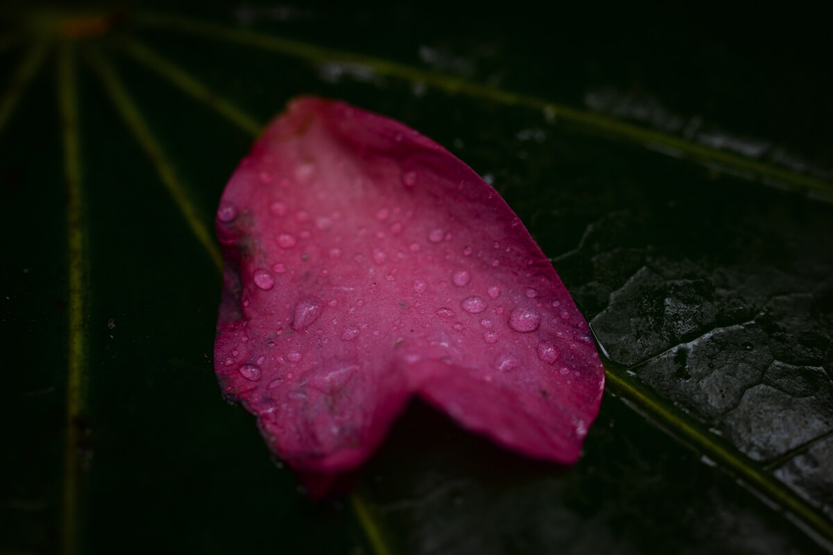 f:id:hachi-log:20201205205608j:plain