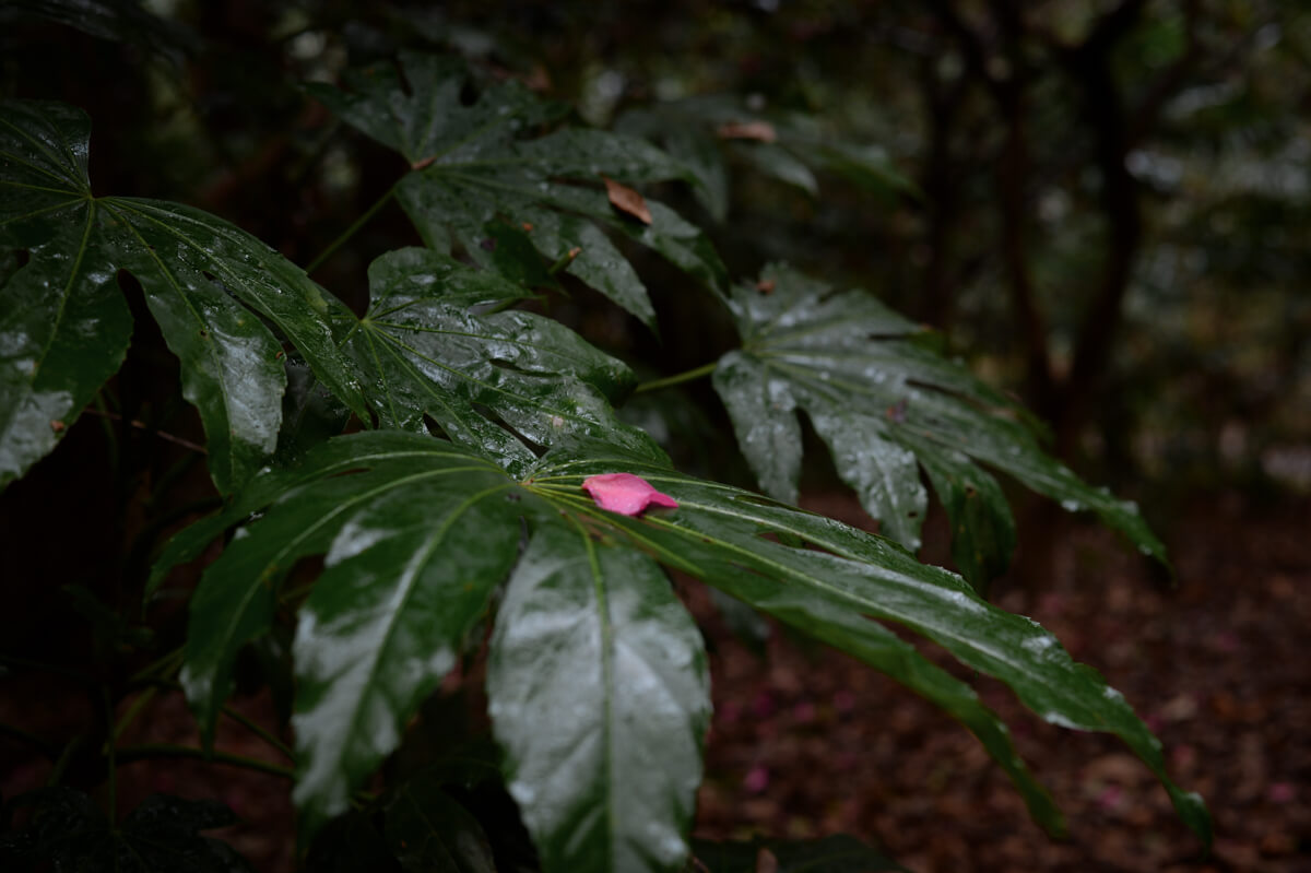 f:id:hachi-log:20201205205616j:plain