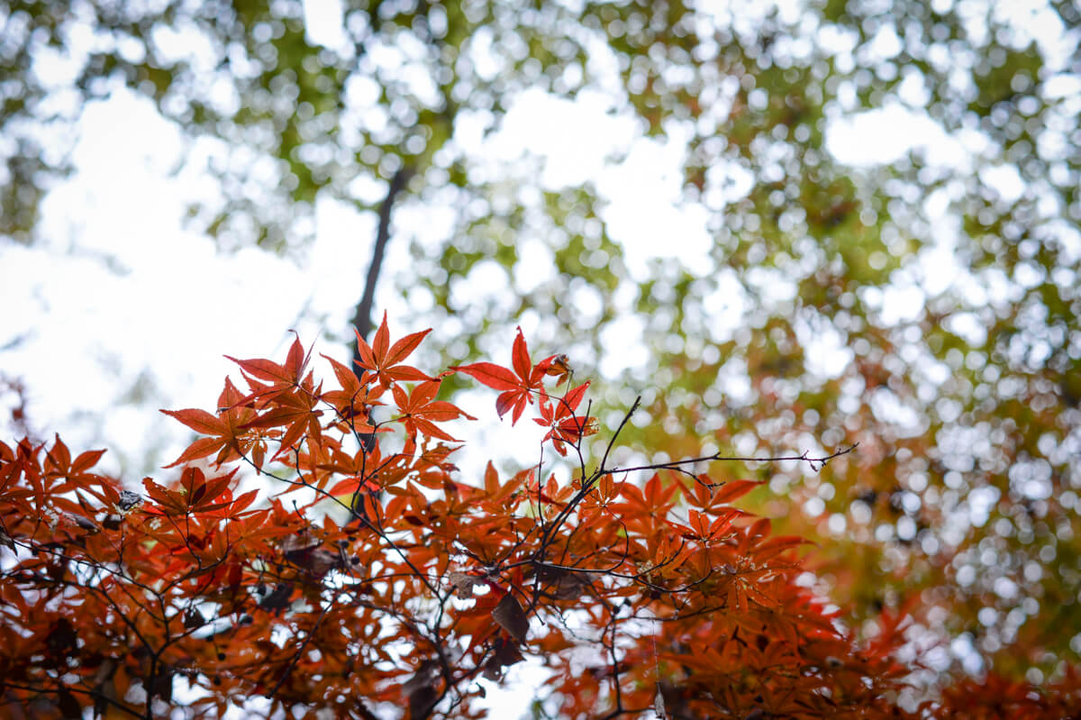 f:id:hachi-log:20201205205622j:plain