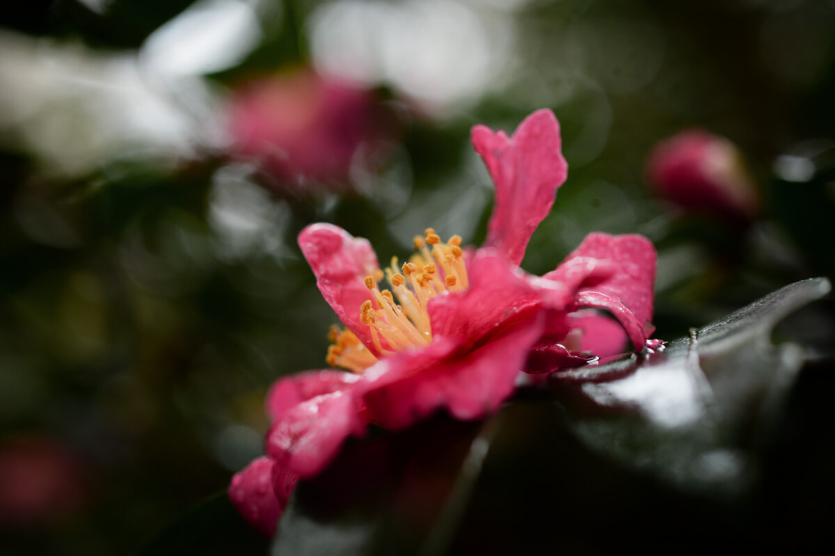 f:id:hachi-log:20201205205626j:plain