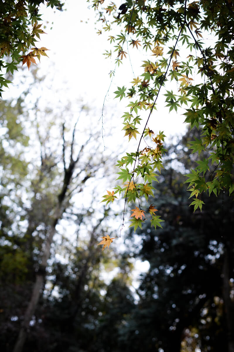 f:id:hachi-log:20201205205631j:plain