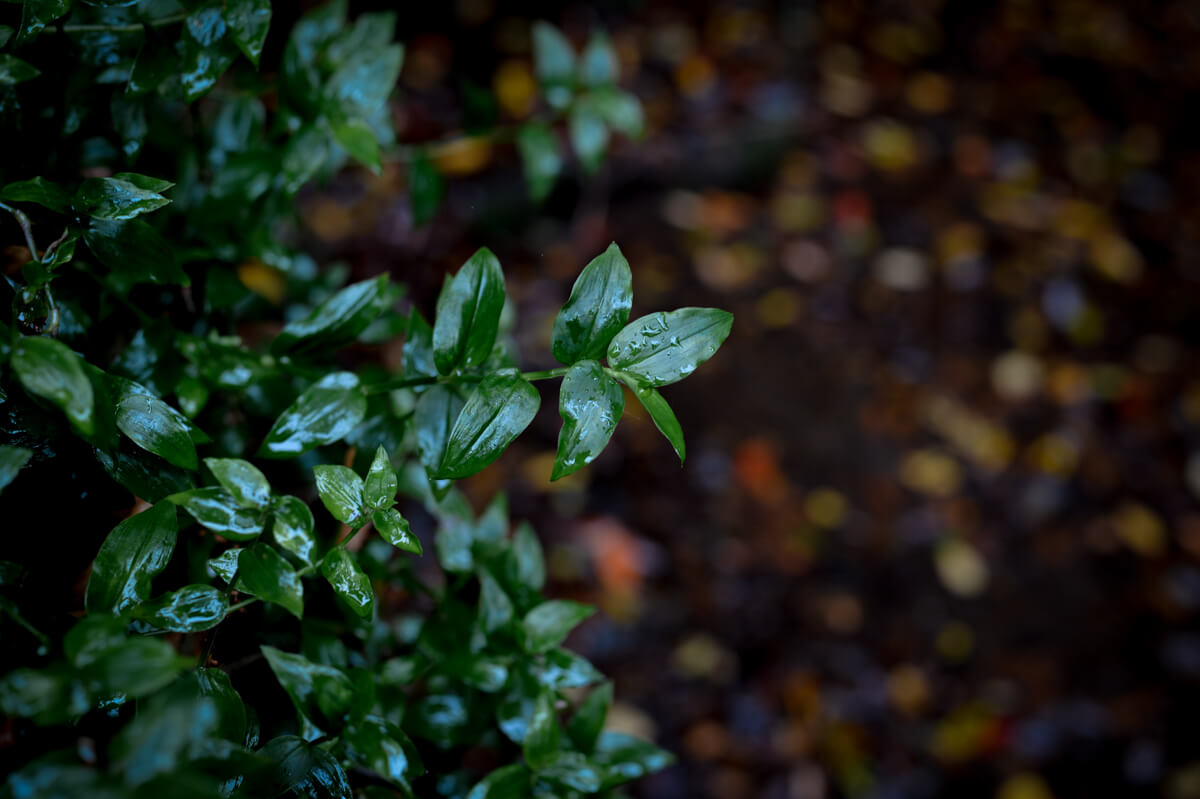 f:id:hachi-log:20201205205639j:plain