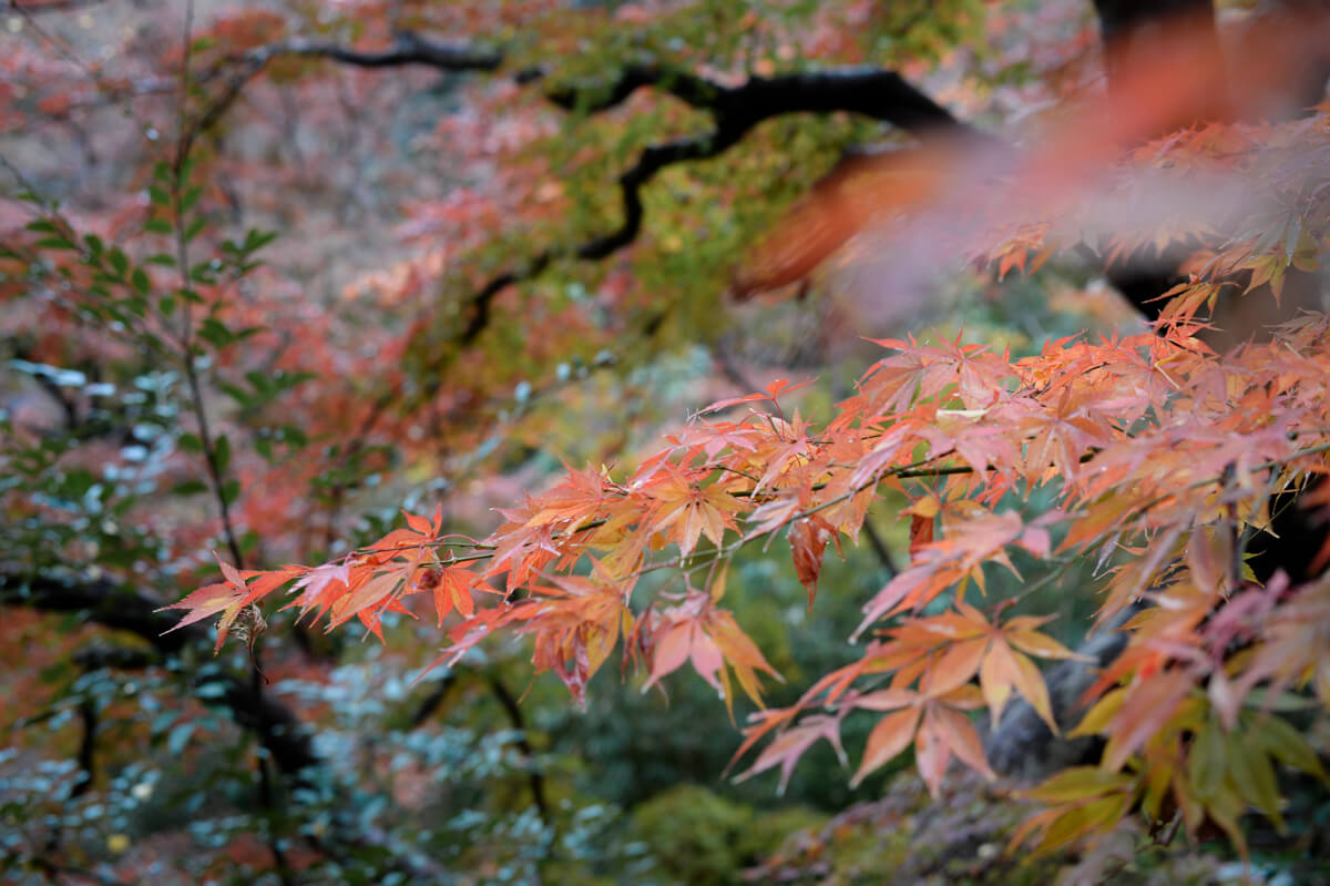 f:id:hachi-log:20201205205654j:plain