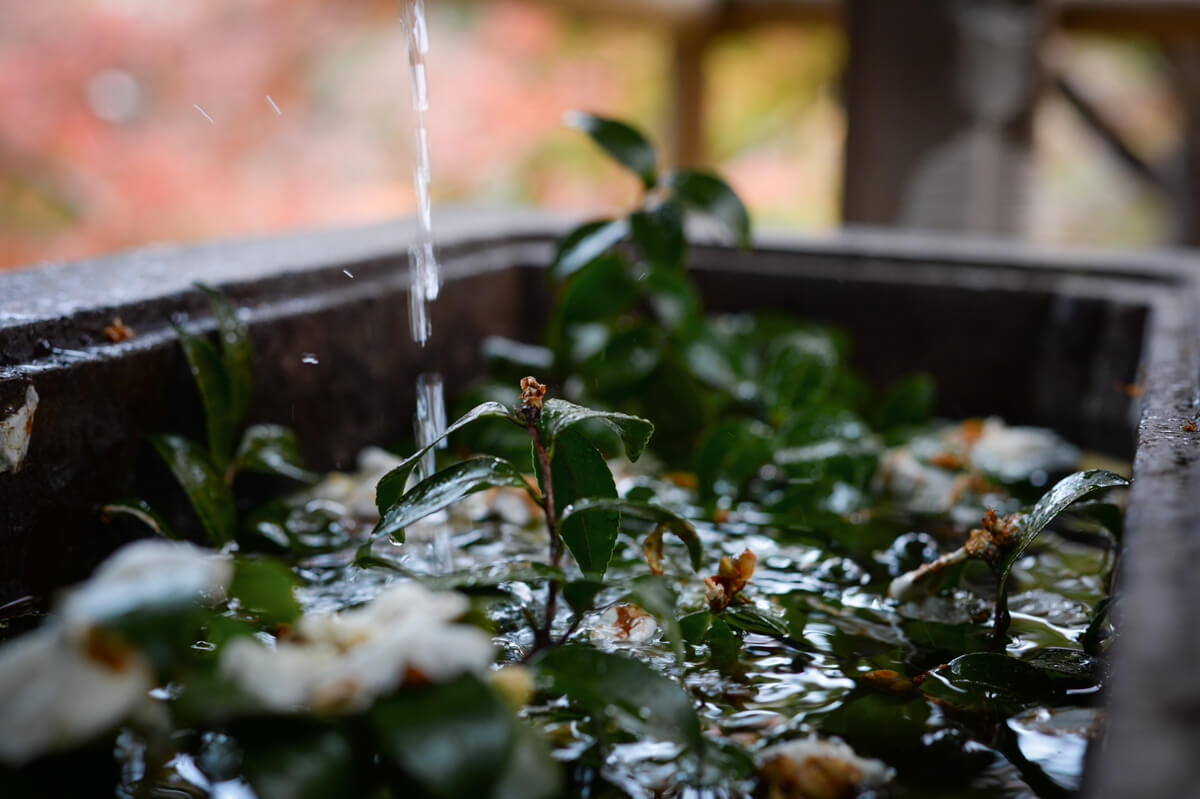 f:id:hachi-log:20201205205658j:plain