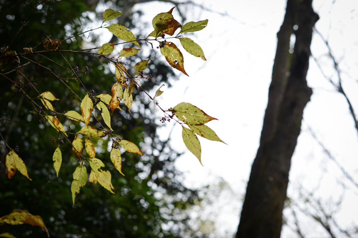 f:id:hachi-log:20201205205732j:plain