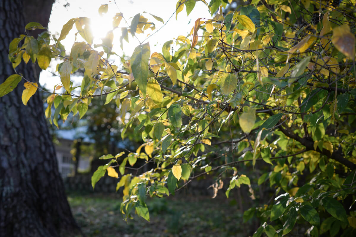 f:id:hachi-log:20210102161928j:plain