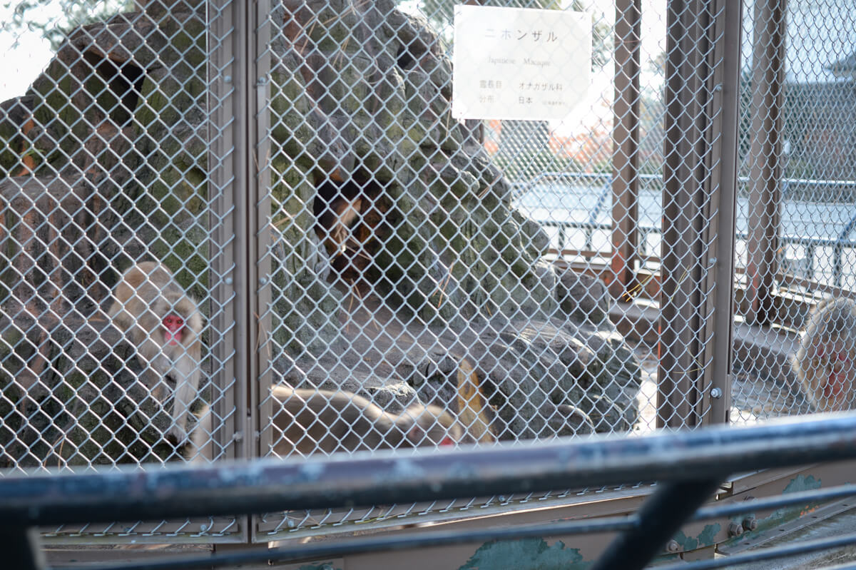 f:id:hachi-log:20210102161939j:plain