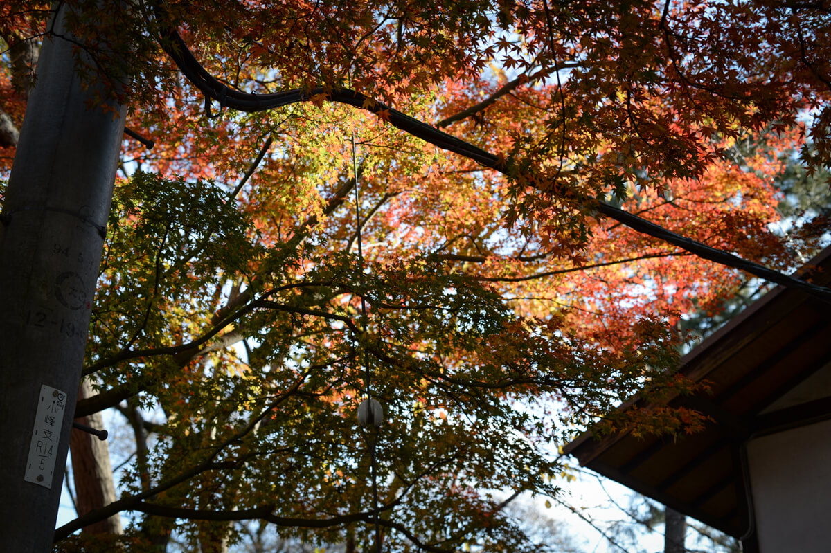 f:id:hachi-log:20210102161952j:plain