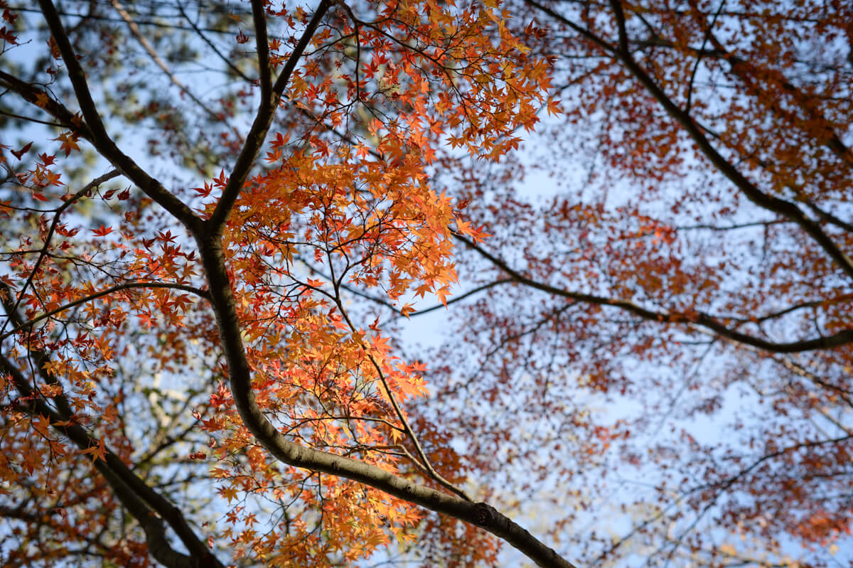 f:id:hachi-log:20210102161956j:plain