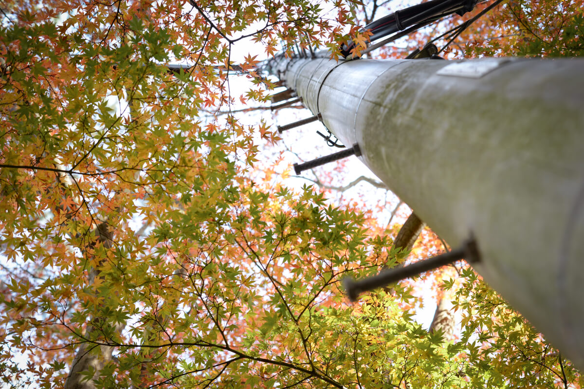 f:id:hachi-log:20210102162000j:plain