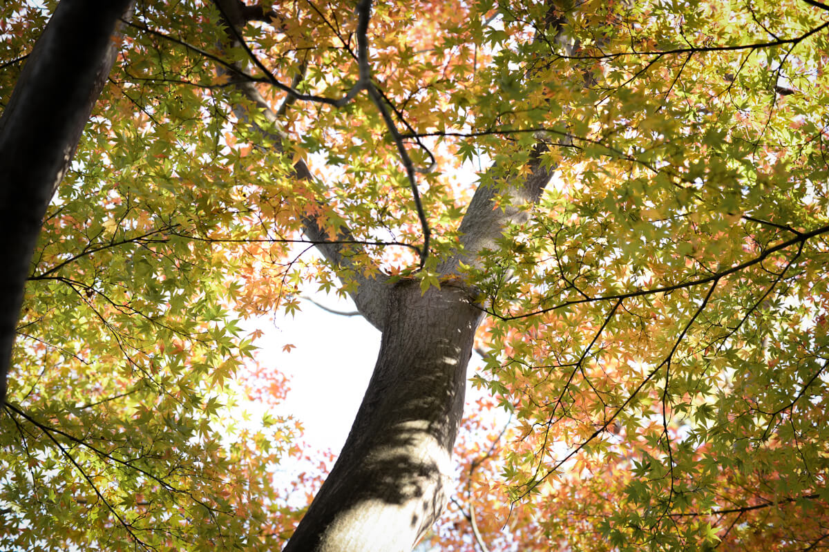 f:id:hachi-log:20210102162004j:plain